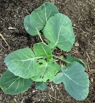 young brussels sprouts plant with large green leaves growing in garden soil