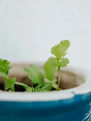 young cilantro herb pot with delicate, feathery green seedlings emerging from a blue ceramic container against a light background