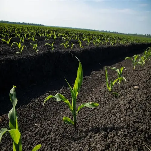 young corn stalks growing in garden rows with rich soil and clear sky