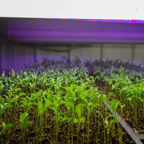 young green tomato seedlings growing under purple led indoor plant lights in a controlled environment