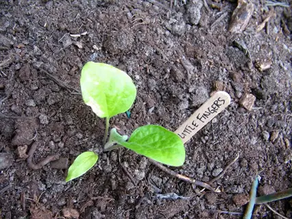 young little finger eggplant seedling in soil with 'little fingers' plant label, showcasing early growth stage in garden