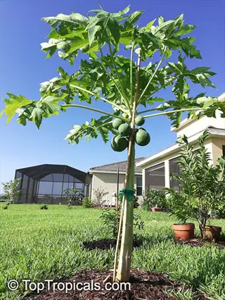 young papaya tree with fruits growing in a sunny garden location