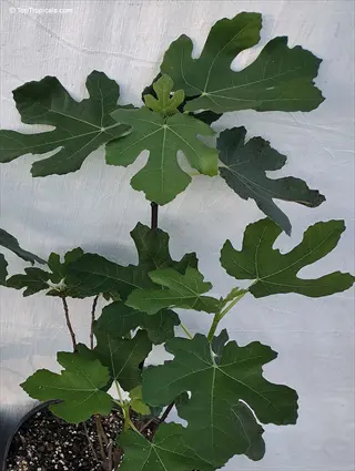 young potted brown turkey fig tree showcasing lobed green leaves against a plain backdrop