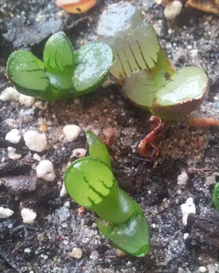 young succulent pups (haworthia) in gritty propagation mix demonstrating succulent leaf propagation
